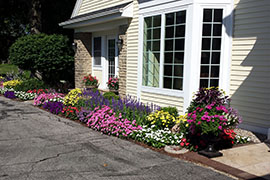 Colorful annual flower bed