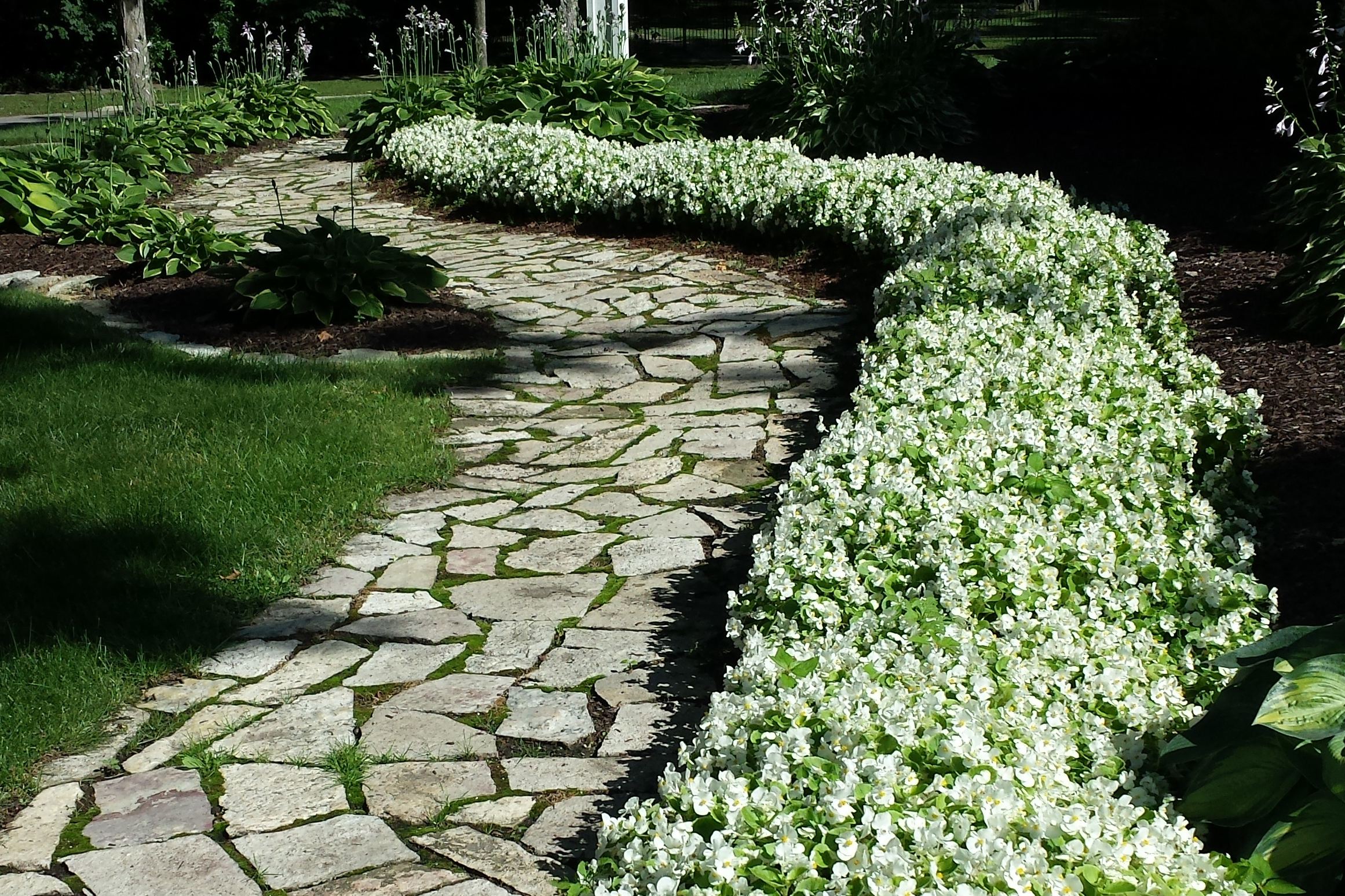 Begonias along a walkway