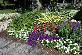 Annuals and perennials on colorful corner