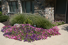 Annual flower bed in front of fountain grass.