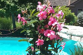 Staked plants arranged in large port.