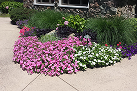 Large plantation lilly with flanking grass.
