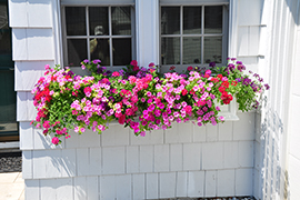 Window box planter with colorful petunias