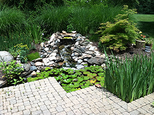 Aquatic Plant Garden